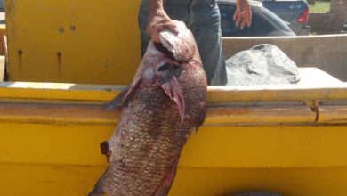 Photo of De no creer: a días de «las 24hs.» salió una de 17 kilos