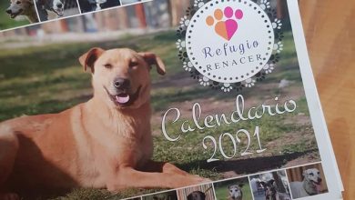 Photo of Calendarios a beneficio del Refugio Renacer de Tres Arroyos