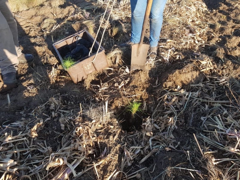 Photo of Plantaron 500 pinos en la Estación Forestal