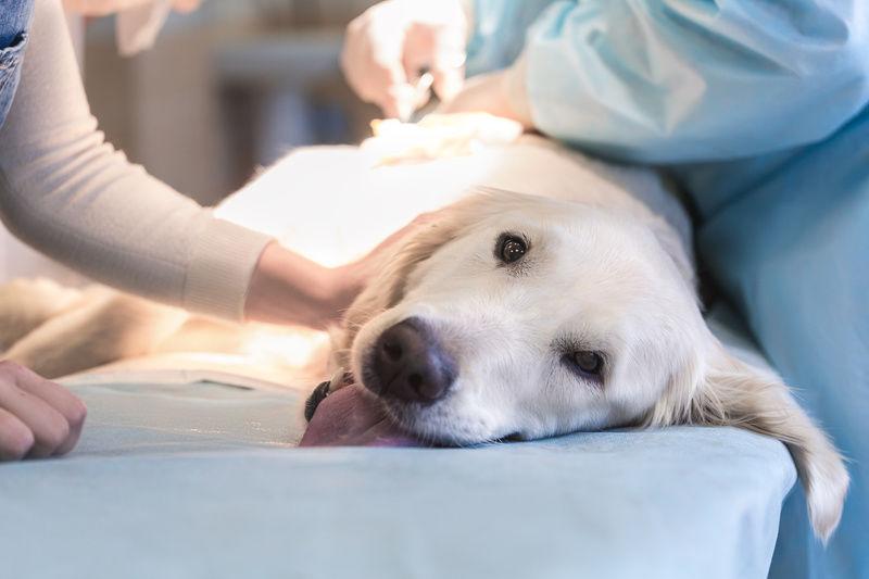 Photo of Se dan turnos para castracion de perros en Claromecó