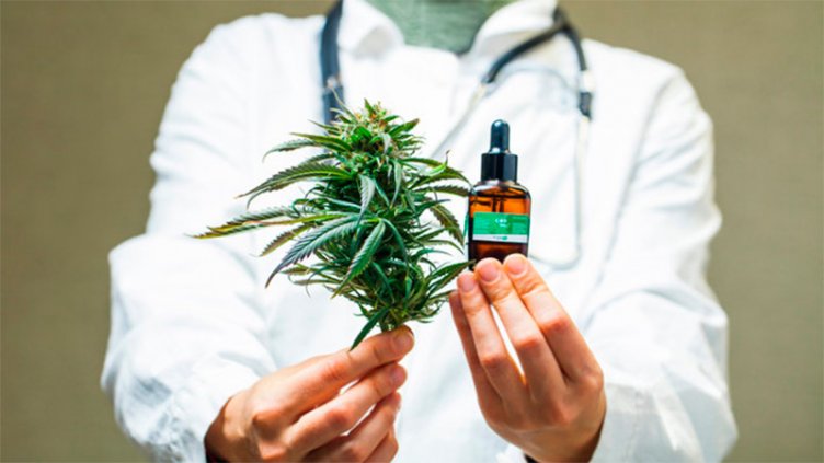 Photo of Autorizaron el cultivo de cannabis medicinal y la venta de aceites en farmacias