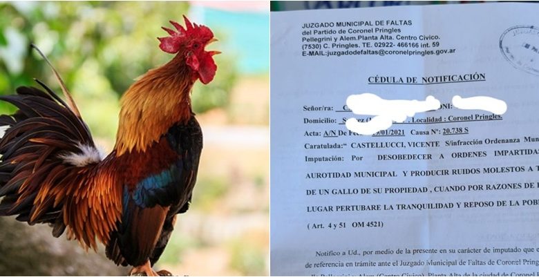 Photo of ¡Es de locos! Recibió una multa de casi 40 mil pesos por los ruidos molestos de su gallo