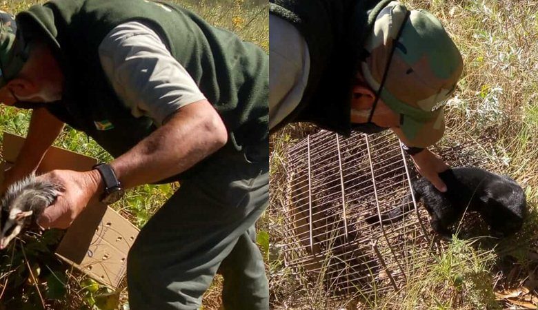 Photo of Liberaron un gato montés y una zarigüeya en la Reserva Municipal Natural local